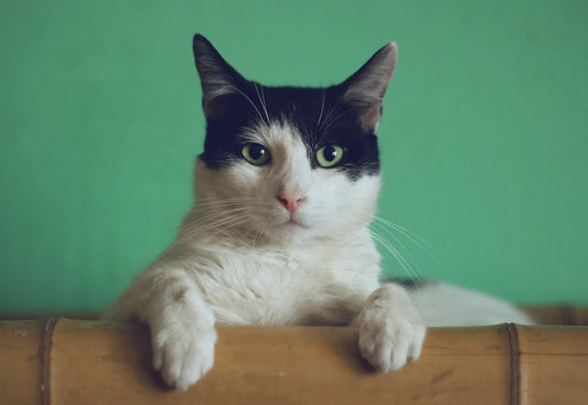 Cat relaxing at home