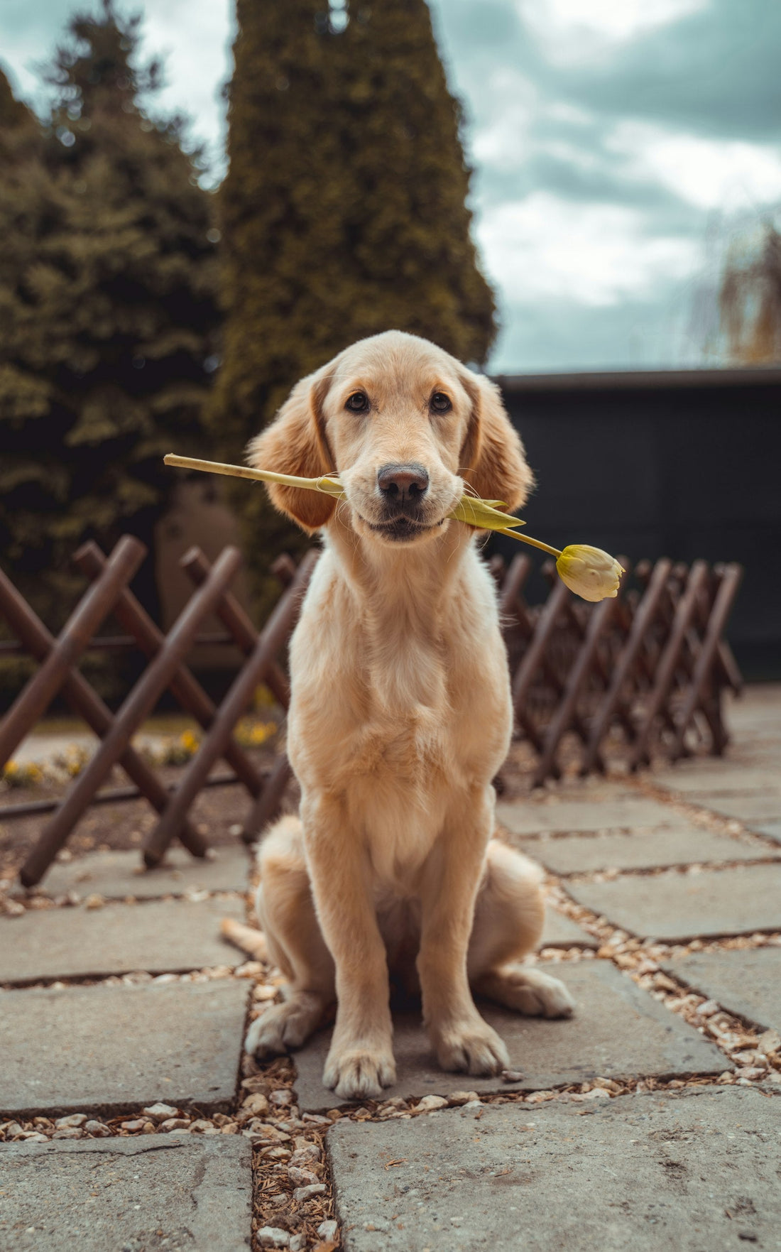 Golden retriever at mealtime