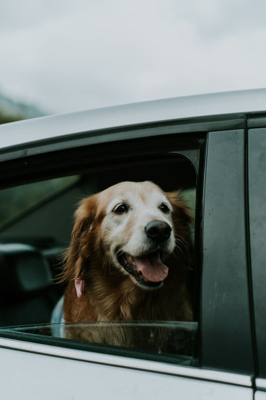 Golden retriever enjoying the car ride