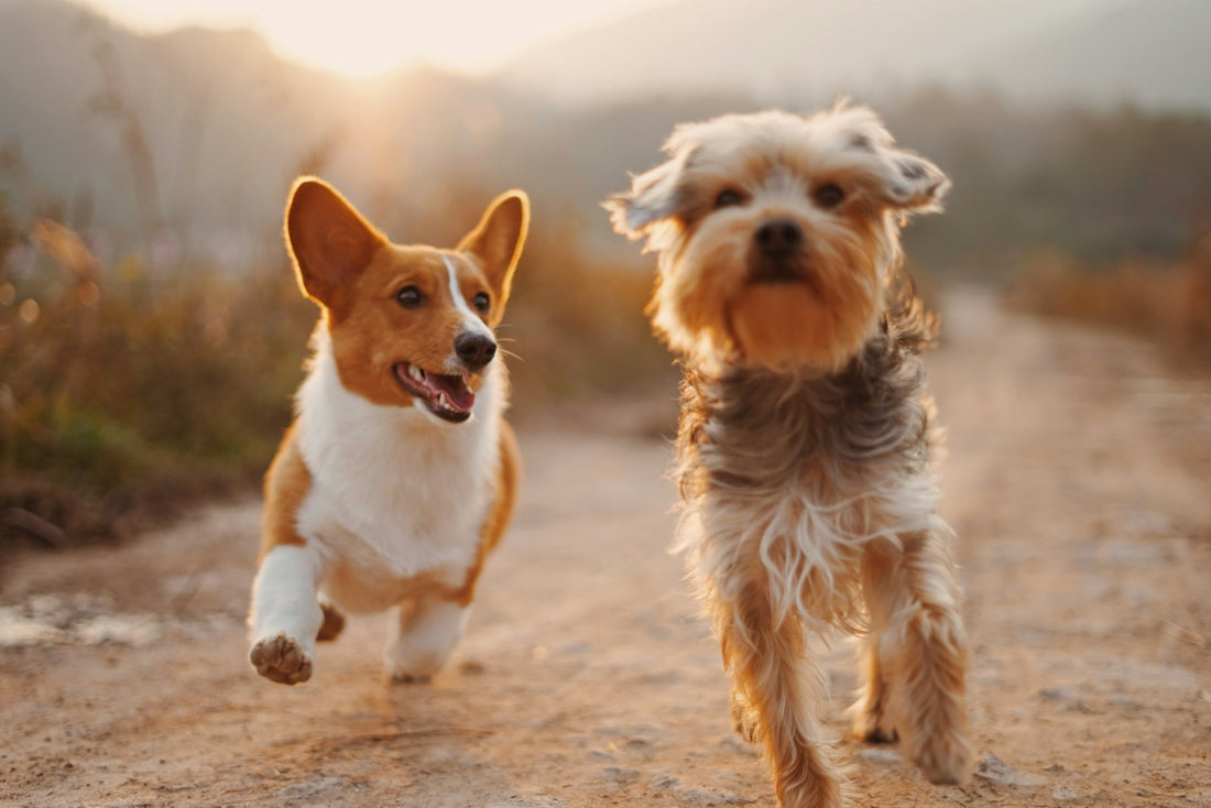 Two dogs running through a field