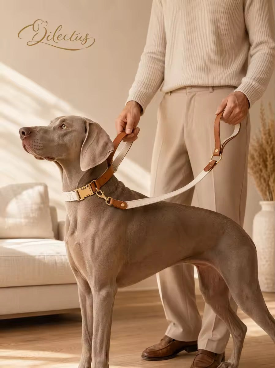 Leather and woven ribbon dog collar shown with its matching lead