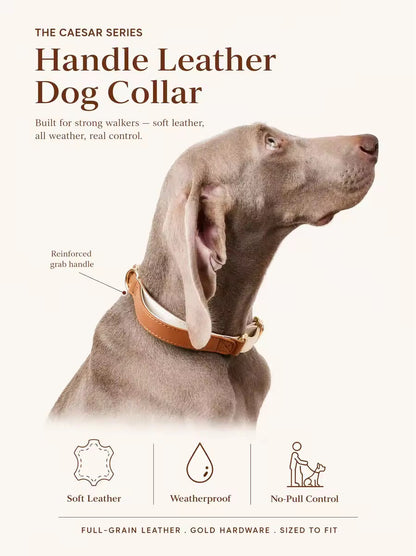 Dual-layer dog collar showing the leather outer over the woven ribbon core