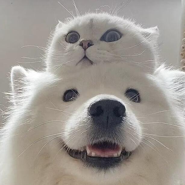 Two pet portrait references